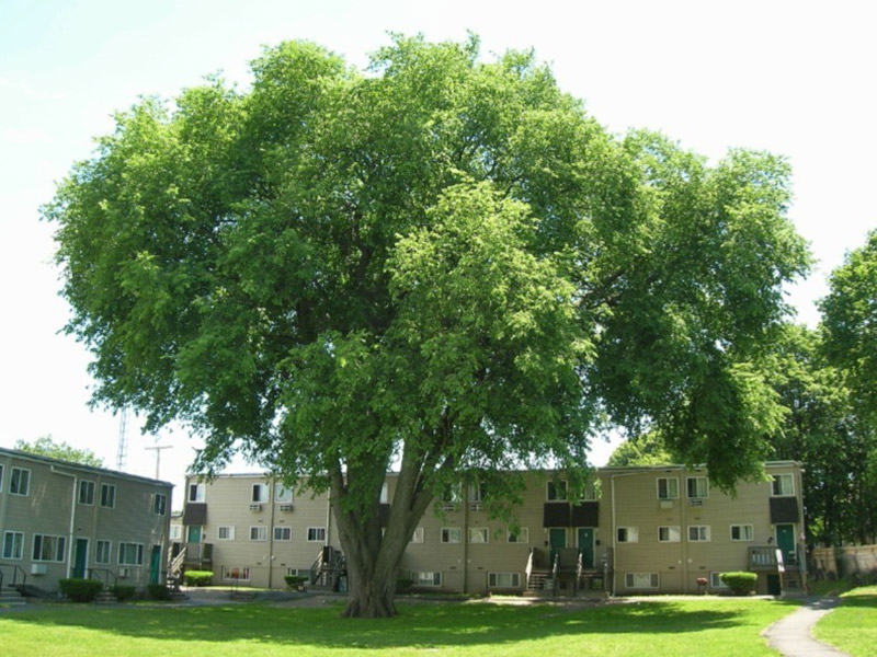 american elm