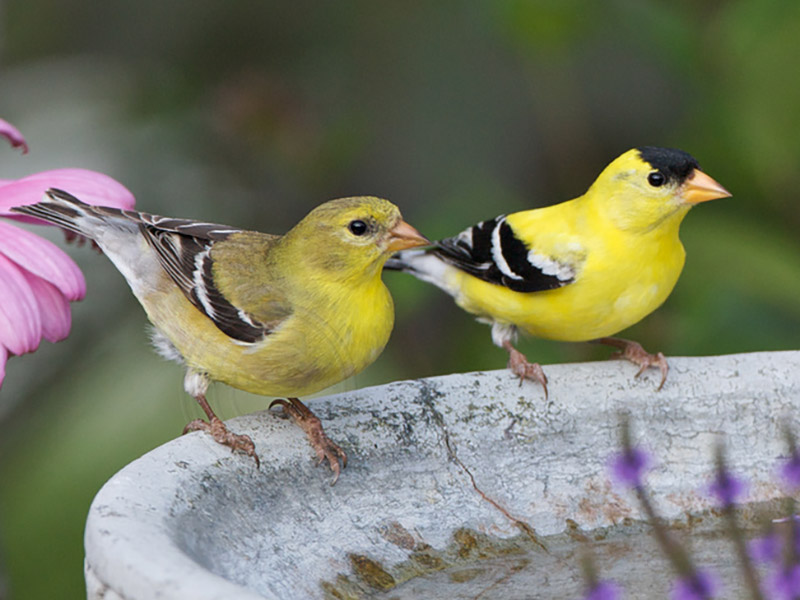 american goldfinch