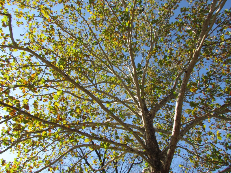 american sycamore