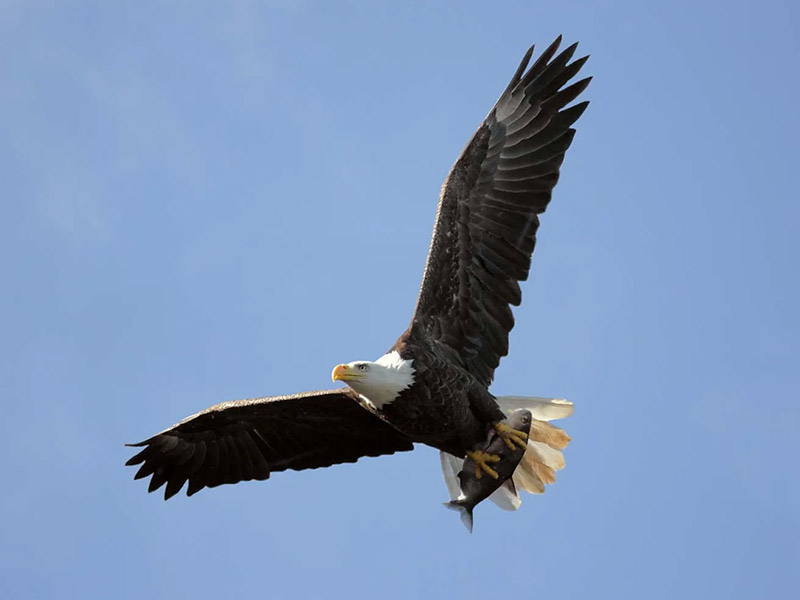 bald eagle