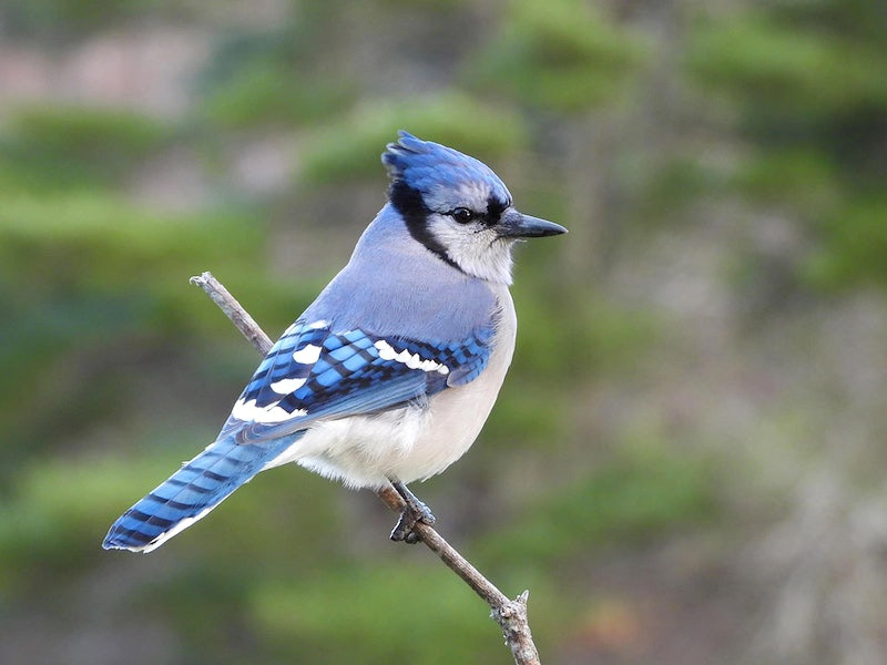 blue jay