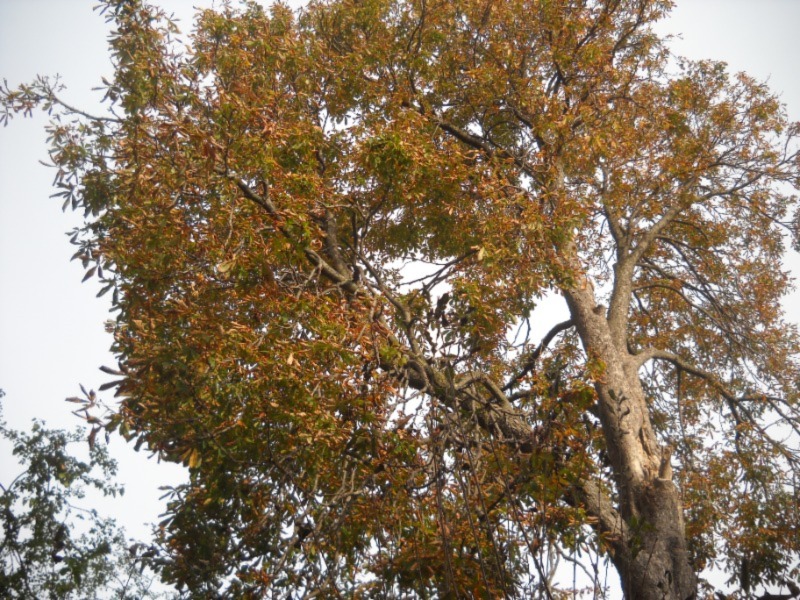 buckeye tree