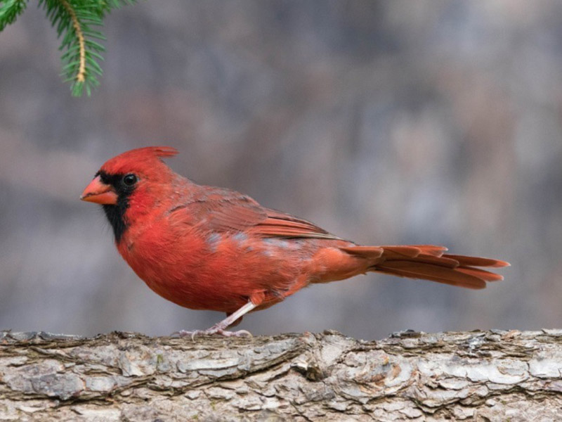 cardinal