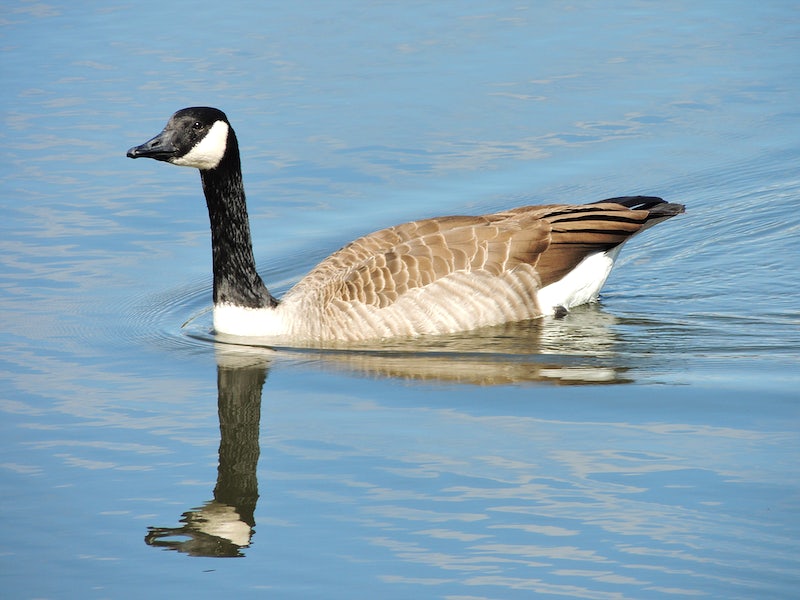 giant canada goose