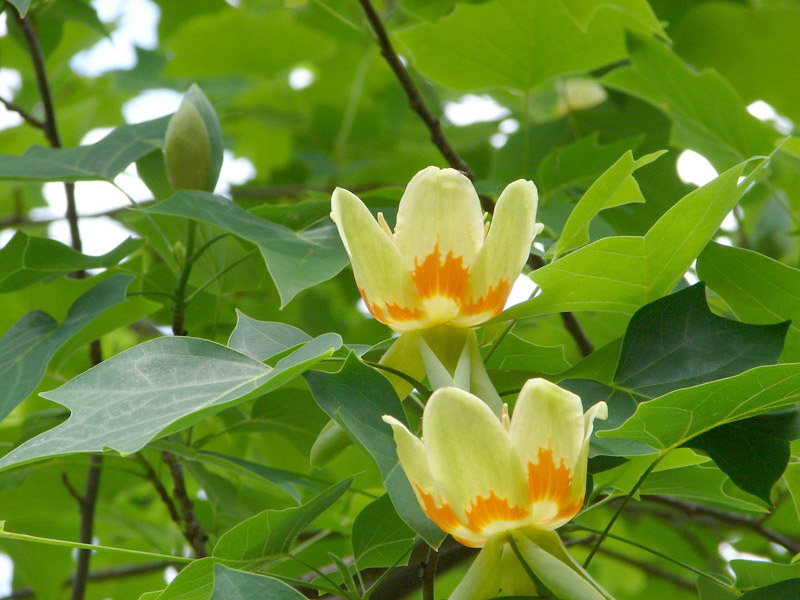 tulip tree